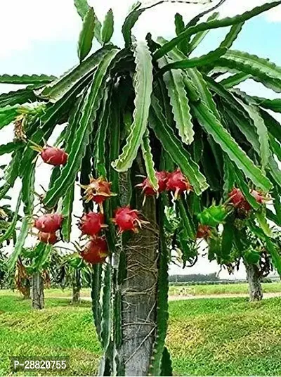 Baishnab  eco worlds Dragon fruit tree Dragon Tree-thumb0