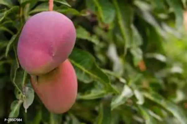 Baishnab Mango Plant Hybrid Mango Plant