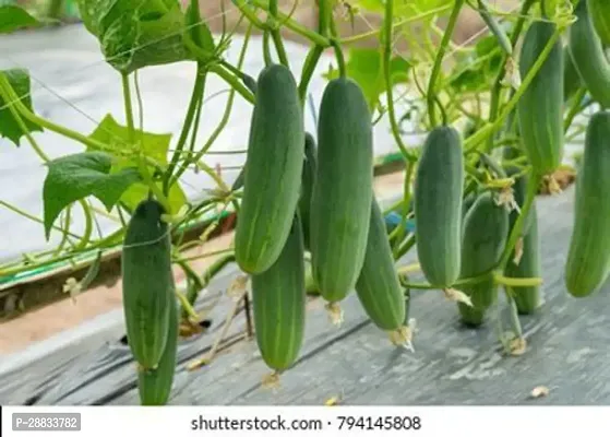 Baishnab Cucumber seed jj 50pshybrid cucumber50PIECE-thumb0