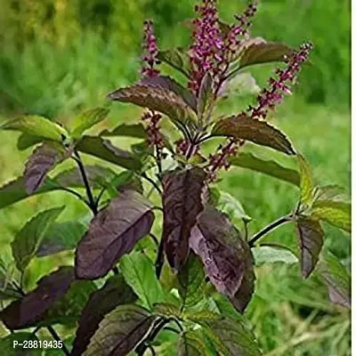 Baishnab  Krishna Tulsi Plant Holy Basil Ocimum ten-thumb0