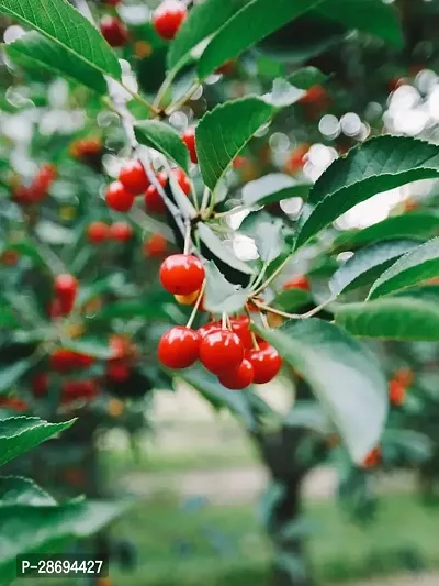 Baishnab Cherry Fruit Plant HERRY91-thumb0