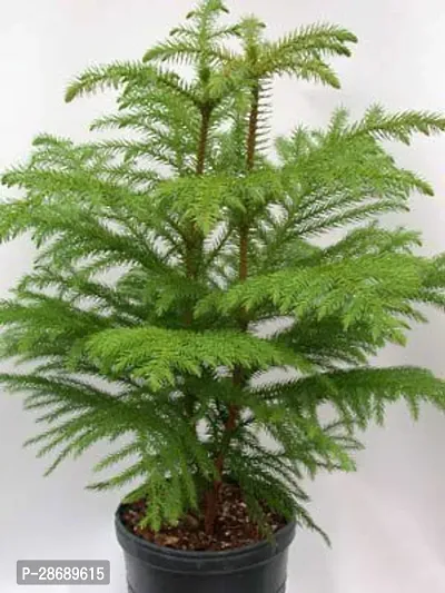 Baishnab Christmas Tree Plant Xmas Tree Plant a27-thumb0