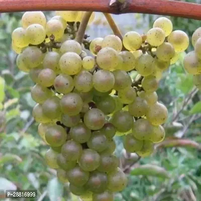 Baishnab  Grape plant 77 Grapes Plant