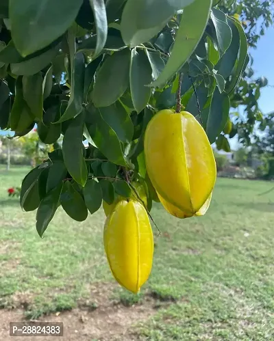 Baishnab  Rare Star Fruit Grafted Live plant CF011