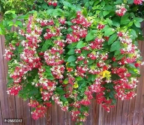 Baishnab  MadhumaltiRangoon Creeper MadhumaltiRan