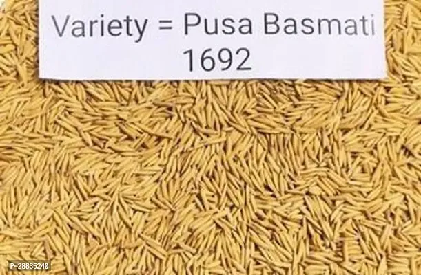 Baishnab pusa basmati seed 5kg mc ygA2021AN15PIECE