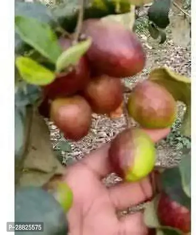 Baishnab  aam1 Ber Apple Plant-thumb0