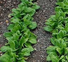 Baishnab Palak Seed   100 psPALAK Green Leaf Spinach   100 Seeds100PIECE-thumb2