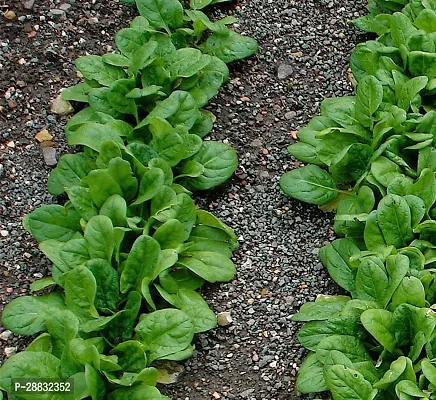 Baishnab Palak Seed   100 psPALAK Green Leaf Spinach   100 Seeds100PIECE-thumb3