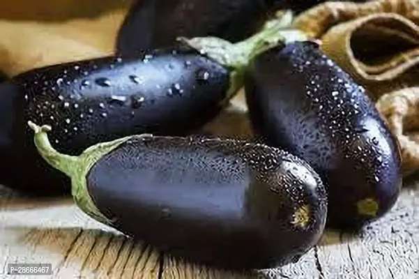 Baishnab Brinjal BRINJAL PLANT TTF