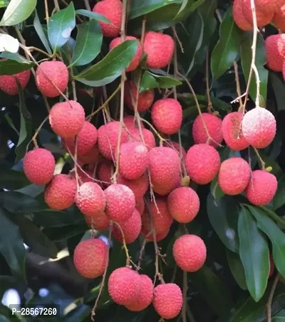 Baishnab Litchi Plant Grafted Sweet Tasty Hybrid Litchi Plant. X89-thumb0