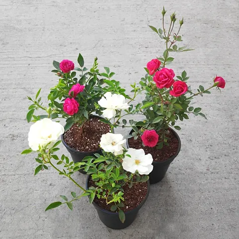 Hot Selling Plant & Planters 