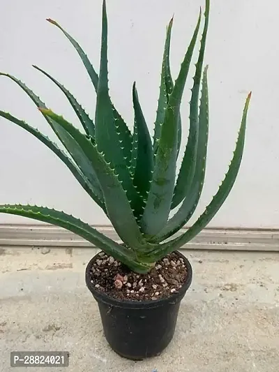 Baishnab  AZAA1 Aloe Vera Plant-thumb0