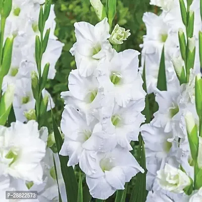 Baishnab  Gladiolus White Flower Plant AGCFA260