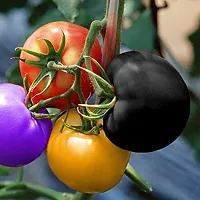 Baishnab tomato seed 100 ps hyuRainbow Tomato Seeds 100Pc100PIECE-thumb1