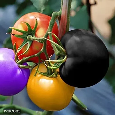 Baishnab tomato seed 100 ps hyuRainbow Tomato Seeds 100Pc100PIECE-thumb2