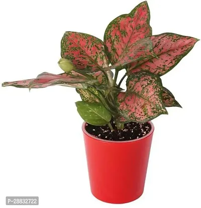 Baishnab  PLT490 Aglaonema Plant-thumb0