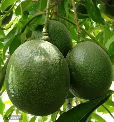 Baishnab  Avocado Plants Live PlantCF971 Avocado