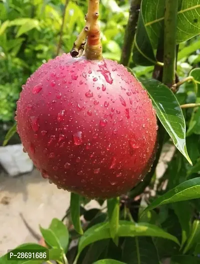 Baishnab Mango Plant Japanese Miyazaki Mango-thumb0