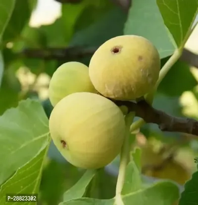 Baishnab  deanna plant Jack Fruit Plant-thumb0