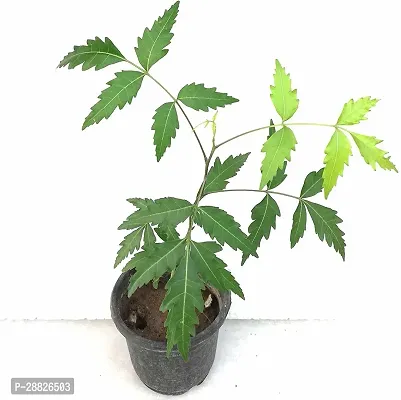 Baishnab  RS2525 Neem Plant-thumb0