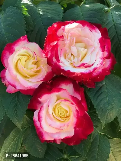 Baishnab Rose Plant Rosa Double Delight Plant