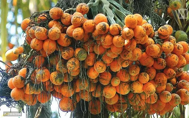 Baishnab Betel NutSupari Plant Hybrid Dwarf Arecanut 2 ft Betel Nut Live Plant combo pack (2 Healthy Plant)-thumb2