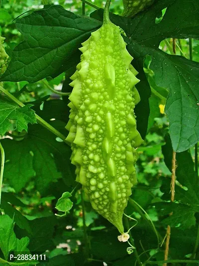 Baishnab Bittergourd seed 100 per packet gh F1 Hybrid Seeds Bitter Gourd100PIECE