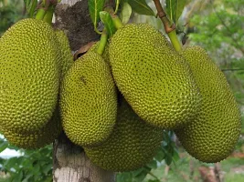 Baishnab Jackfruit Plant Indian jackfruit plant-thumb1