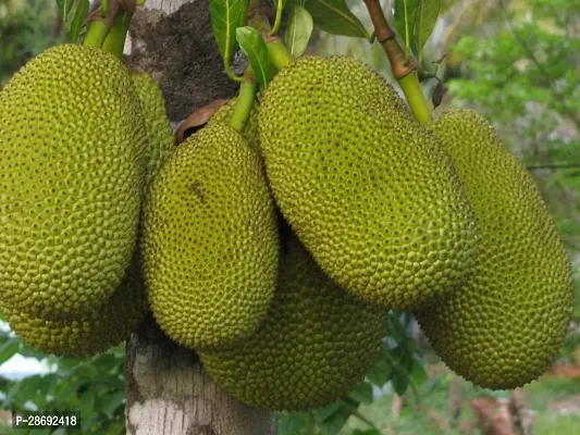 Baishnab Jackfruit Plant Indian jackfruit plant-thumb2