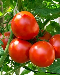 Baishnab Tomato seed 5r 50psPN Tamoto 2550PIECE-thumb1