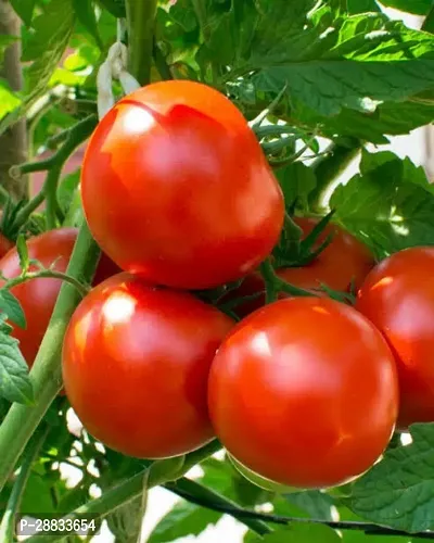 Baishnab Tomato seed 5r 50psPN Tamoto 2550PIECE-thumb2