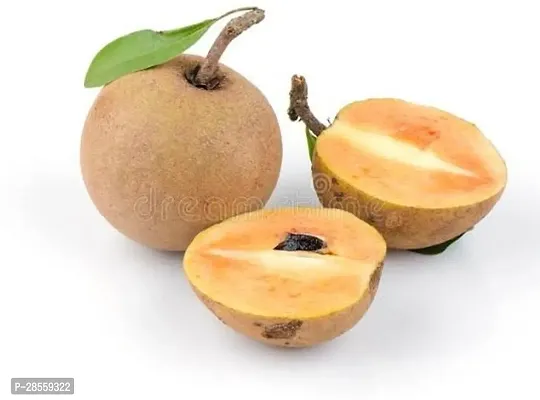 Baishnab Chiku Plant Grafted Sapodilla,chiku,sobeda,sapota live plant-thumb3