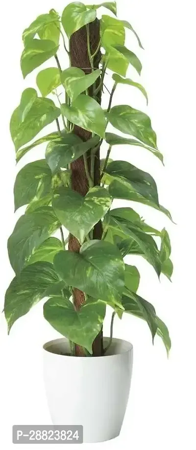 Baishnab  mmi01 Money Plant-thumb0