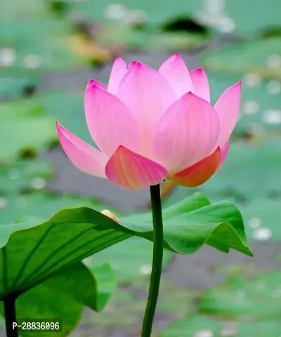 Baishnab Pink Lotus seed 10ps kRare pink Lotus flower Seeds10PIECE-thumb0