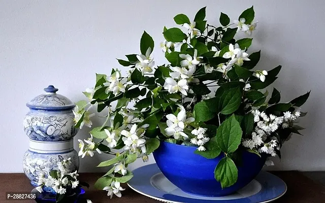 Baishnab  RSP702 Jasmine Plant-thumb0