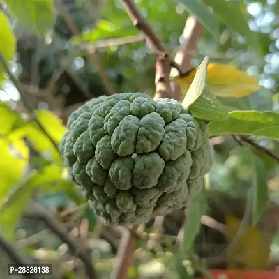 Baishnab  Custard Apple Plant CF00101 Custard App