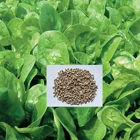 Baishnab Palak spinach 100ps mcpaalak seeds100PIECE-thumb2