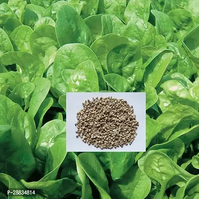 Baishnab Palak spinach 100ps mcpaalak seeds100PIECE-thumb3