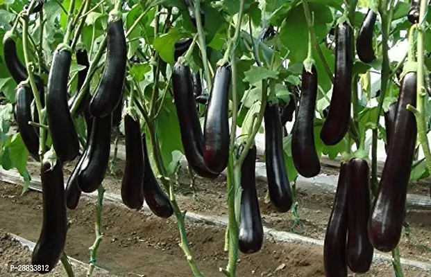 Baishnab Earth Seeds R 43Brinjal SEEDS  29100PIECE-thumb0