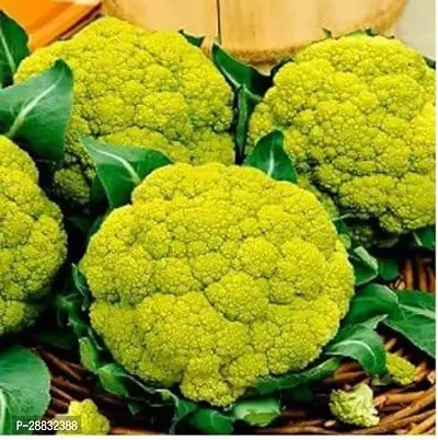 Baishnab GREEN Cauliflower seed425 per packet  rbGreen Cauliflower  Phol Gobhi  F1 Hybrid Vegetable Seeds   G133425PIECE-thumb0