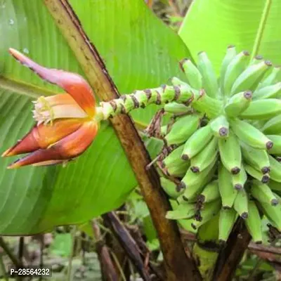 Baishnab Banana Plant Musa Muluensis Banana Plant-thumb0