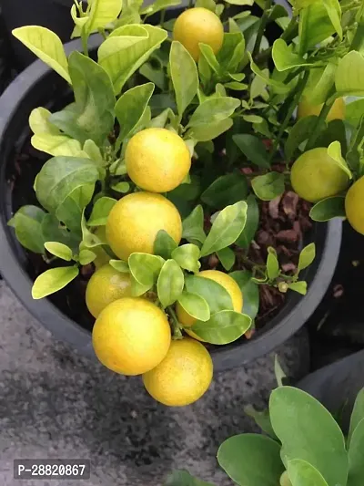 Baishnab  LKL01 Lemon Plant