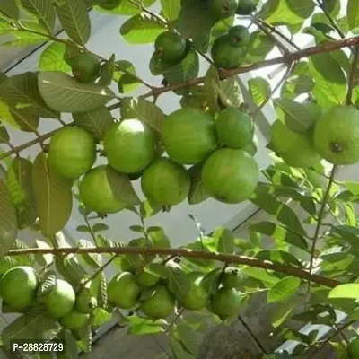 Baishnab  Guava561 Guava Plant-thumb0