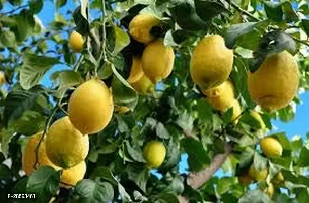 Baishnab Lemon Plant Live Plant Lemon Citrus Limon Osbeck for Garden Kitchen Plant(1 Healthy Live Plant)-thumb0