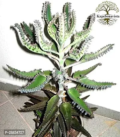 Baishnab Mother of thousend soru  mcKalanchoe Mexican Hat Plant it is a plant not a seed1PIECE