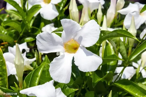 Baishnab  allemonda plant Aparajita Butterfly Pea