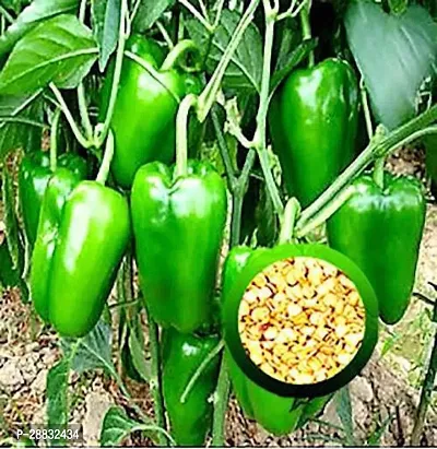 Baishnab Capcicum seed ijCapsicum California Wonder Shimla Mirch Premium Quality Vegetable95PIECE