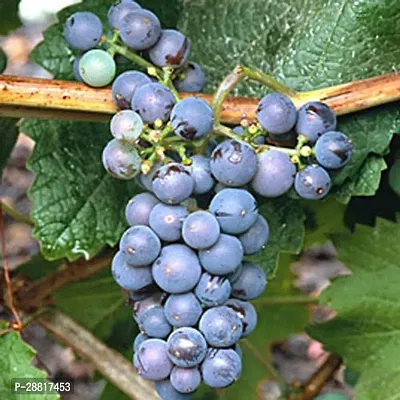 Baishnab  Grape plant 83 Grapes Plant