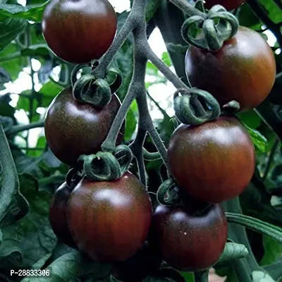 Baishnab tomato seed 100 ps kkoRussian Variety Dark Tomato Seeds Black Krim100PIECE-thumb0